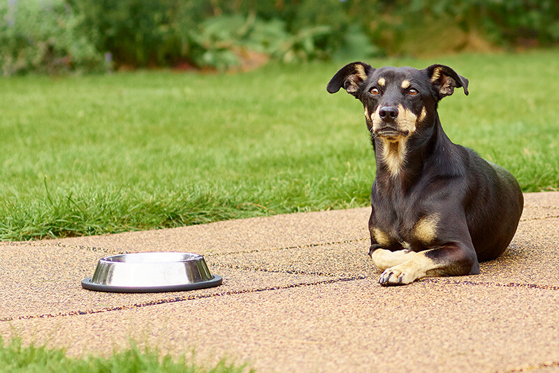 Czarny pies leży wygodnie obok miski z wodą na elastycznych płytach WARCO z granulatu gumowego.