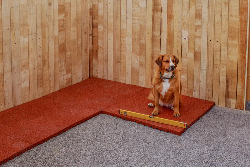 Montaż czerwonych izolujących od zimna i przepuszczalnych mat dla psów WARCO w przestronnym kojcu dla psów w hodowli. Pies siedzi na matach.