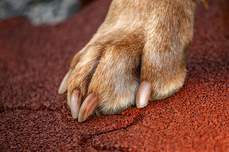 Łapa dużego psa położona na czerwonej macie do hodowli psów WARCO wykonanej z granulatu gumowego.